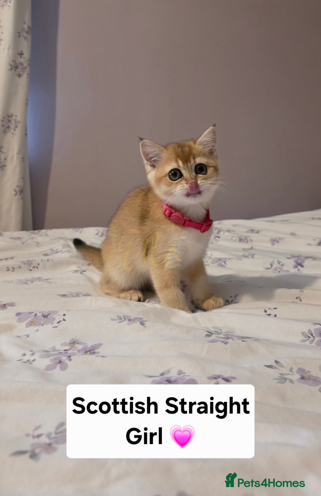 Scottish Fold cats for sale: Purebred Golden chinchilla TICA registered - Image 15
