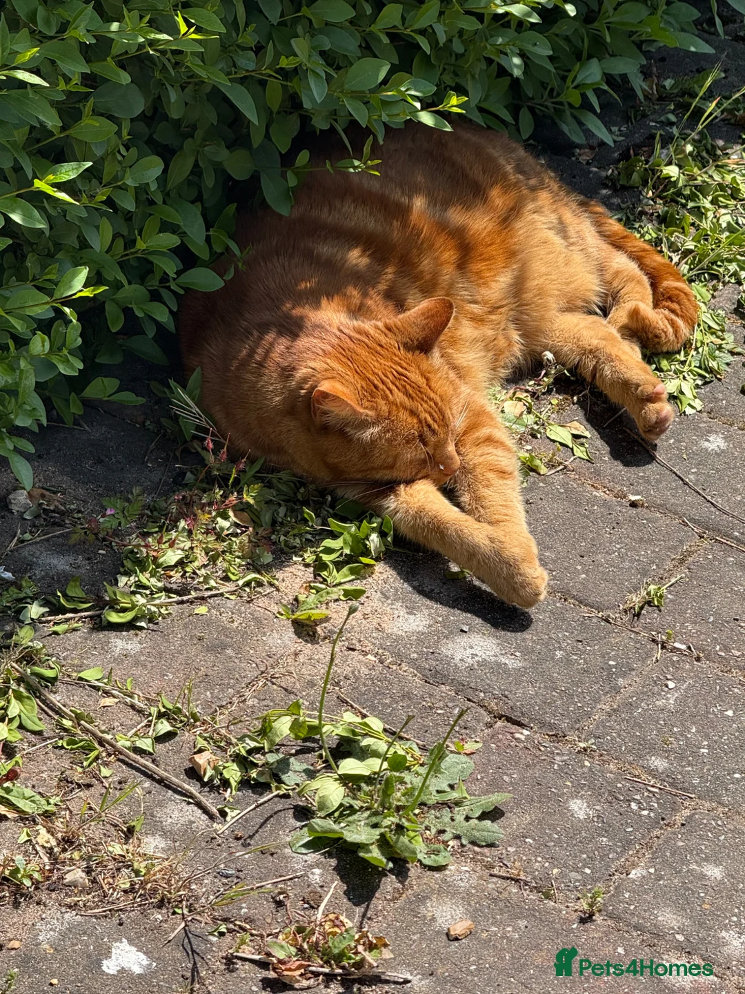 Mixed Breed cats for sale: Old boy with plenty of life left in him in Nottingham - Advert 1