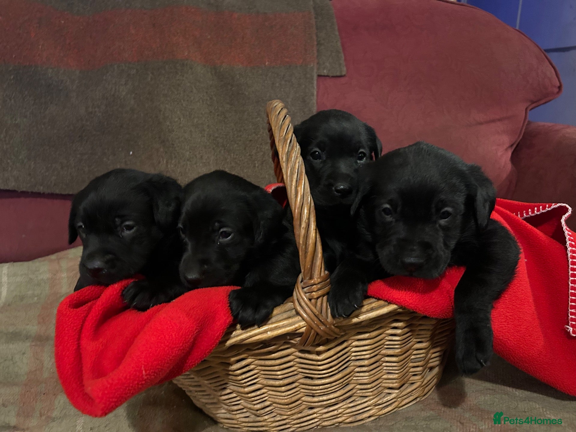 Labrador Retriever dogs Stunning black Labrador puppies  - Advert 1