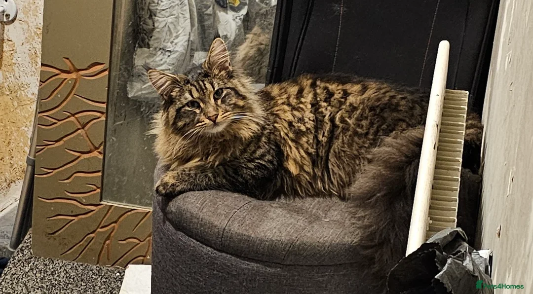 Maine Coon cats for sale: Boy Maine Coon (Open To Offers) - Advert 5