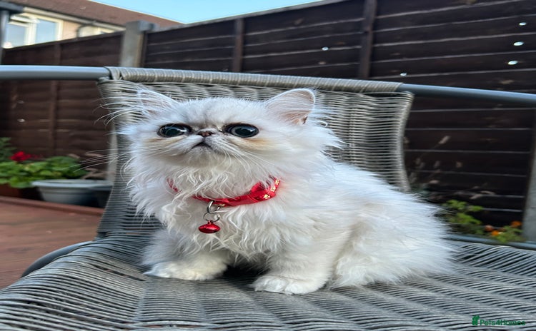 Persian cats - Advert 13