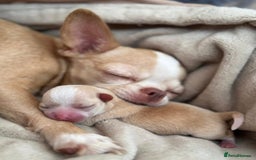 Chihuahua dogs for sale: Chihuahu Puppies - Image 15