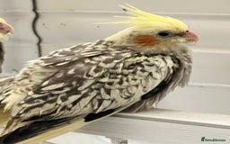 Cockatiels birds for sale: Young hand reared tame baby cocktails  - Image 6
