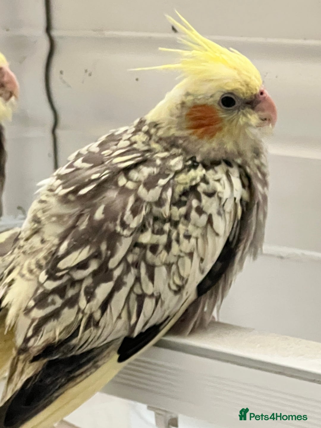 Cockatiels birds for sale: Young hand reared tame baby cocktails  - Image 6
