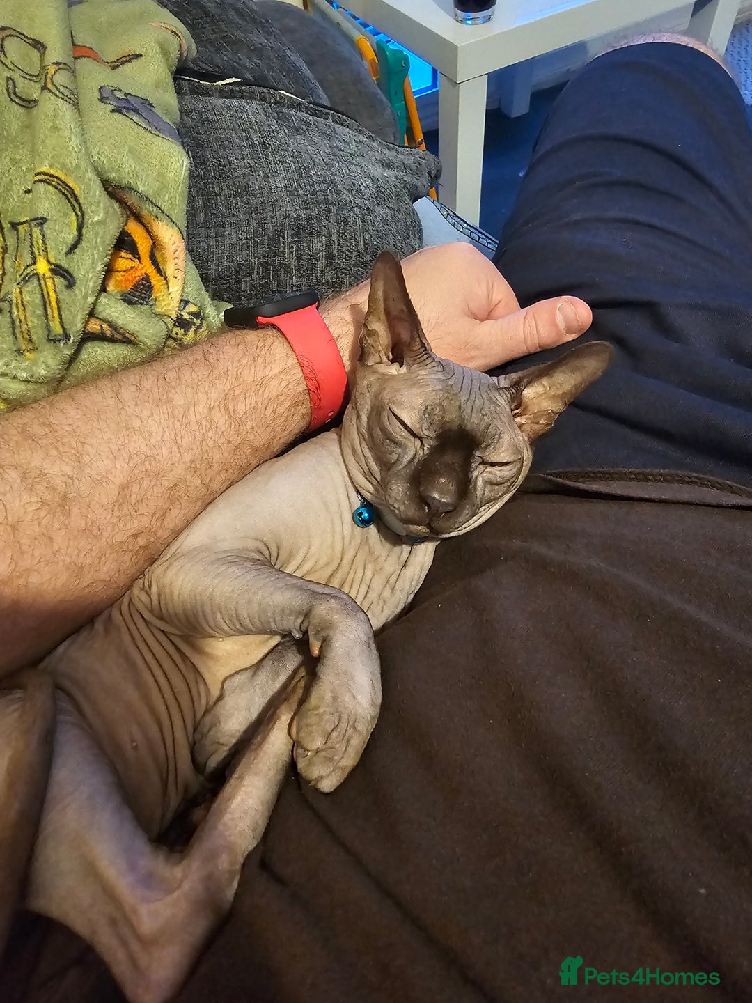 Sphynx cats for sale: Beautiful 5 year old Gucci - Image 2