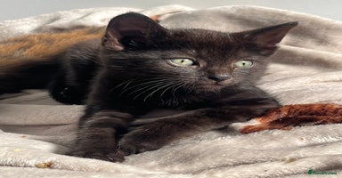 Mixed Breed cats - Advert 11