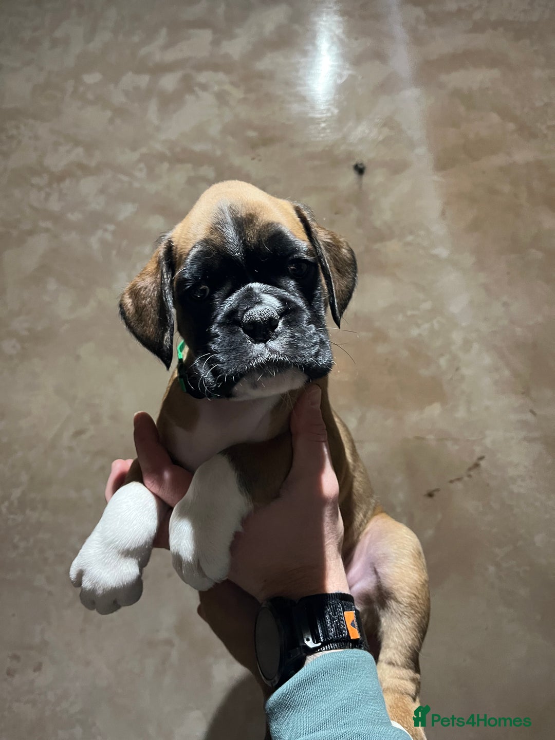 Boxer dogs for sale: Boxer puppies for sale  - Advert 13