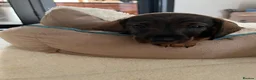 Miniature Dachshund dogs for sale: RKC Registered Miniature Wire - Haired Puppies  - Advert 5