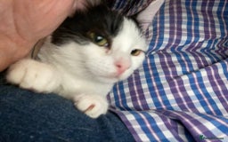 British Shorthair cats for sale: Tabitha and Ivory - Image 2