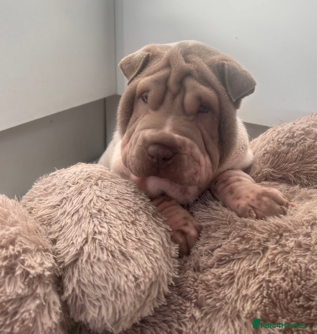 Shar Pei dogs for sale: Kc registered shar pei rare colours - Advert 2