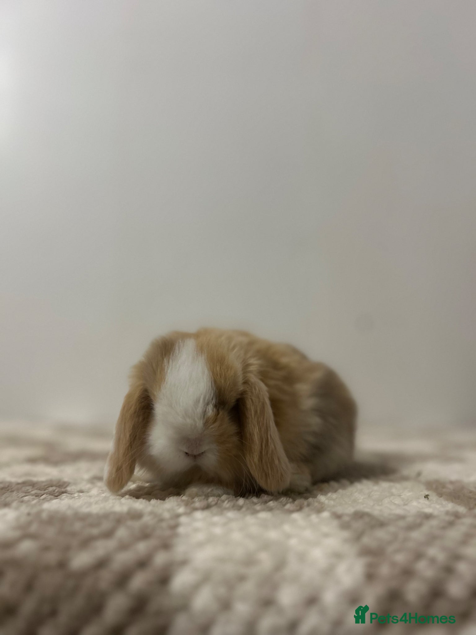 Mini Lop rabbits Minilop Babies To Reserve - Advert 2
