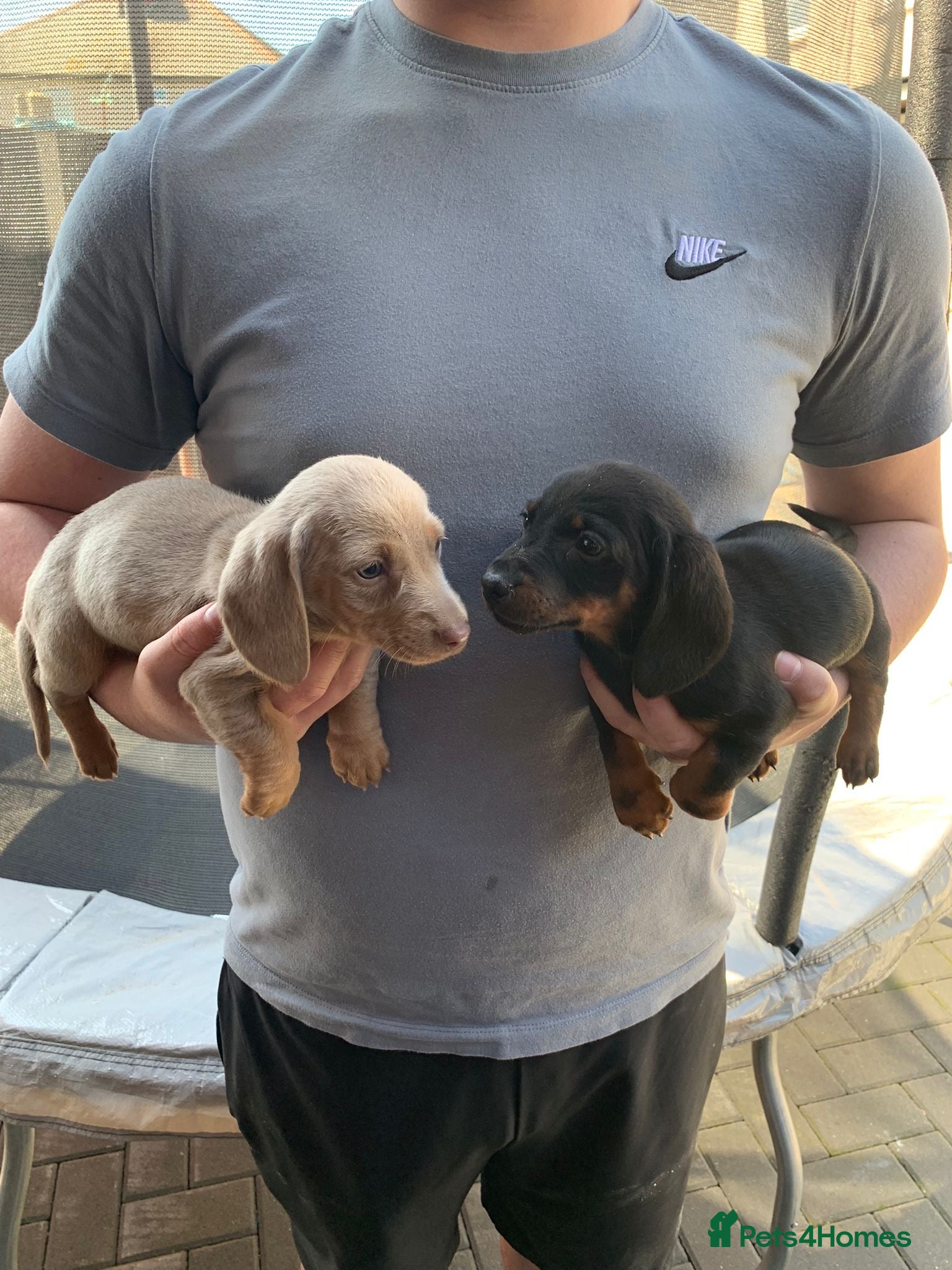 Dachshund dogs Miniature dauchund - Advert 3