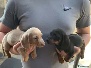Dachshund dogs Miniature dauchund - Advert 4