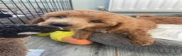 Toy Poodle dogs for sale: Red toy poodles  - Advert 12