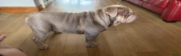 English Bulldog dogs for sale: British Bulldog Lilac & Tan Male in Great Yarmouth - Advert 8