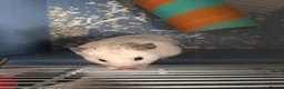 Hamster rodents for sale: Hamsters with cage 4 hamsters with 4 cages  - Advert 3