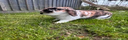 Dwarf Lop rabbits for sale: Dwarf lop for rehoming  - Advert 1