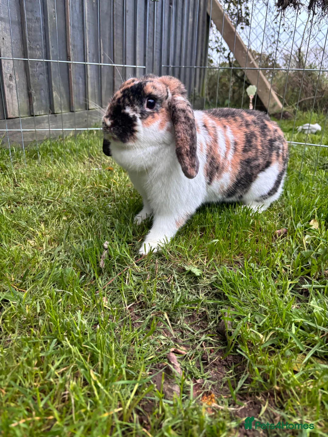 Dwarf Lop rabbits for sale: Dwarf lop for rehoming  - Advert 1