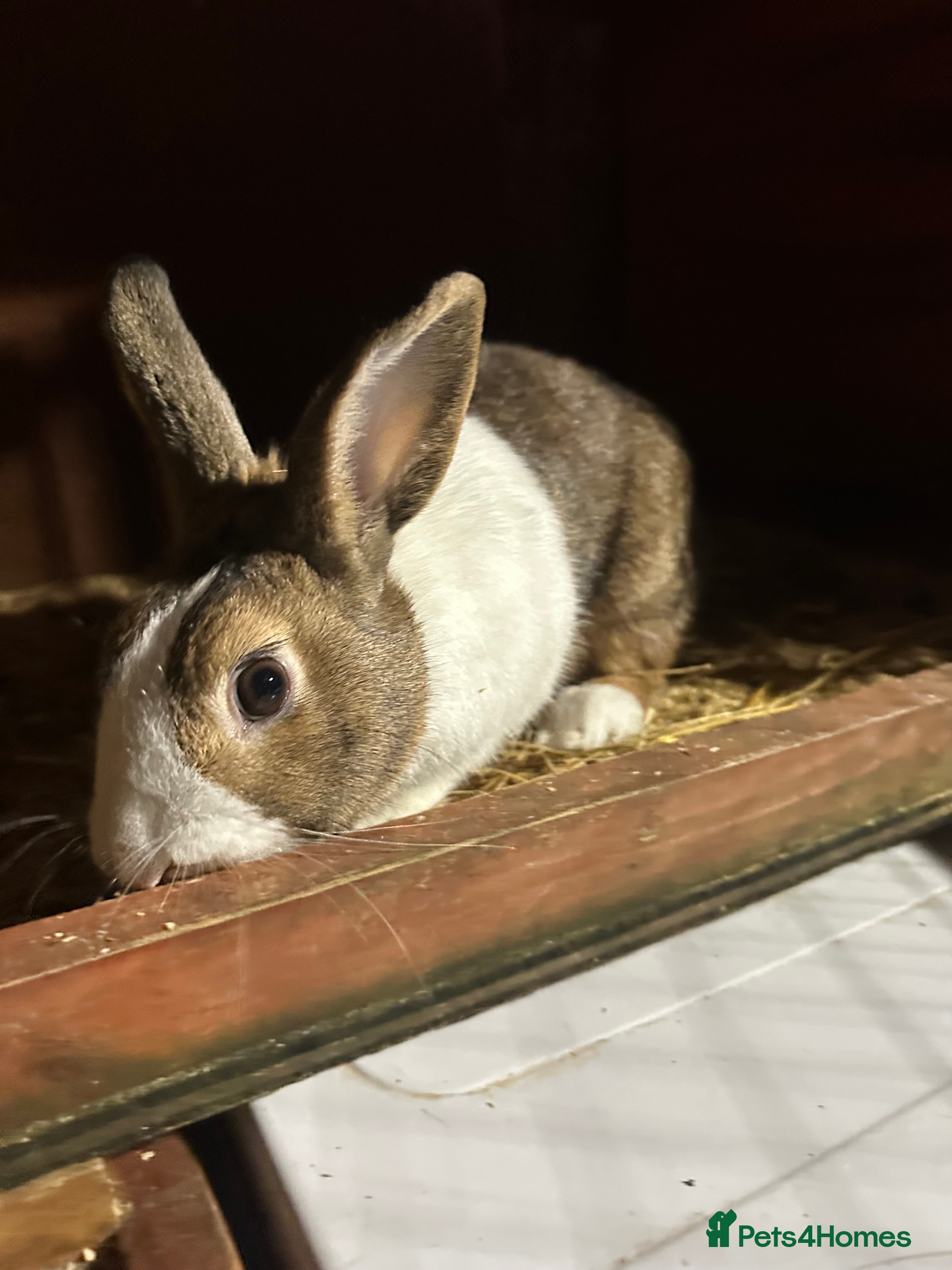 Rex rabbits Stunning dutch buck  - Advert 2