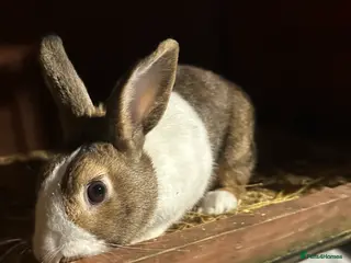 Rex rabbits Stunning dutch buck - Advert 2