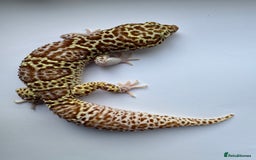Gecko reptiles for sale: Breeding Adults Leopards and African Fat Tails  - Image 4