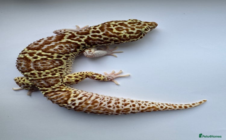 Gecko reptiles - Advert 3