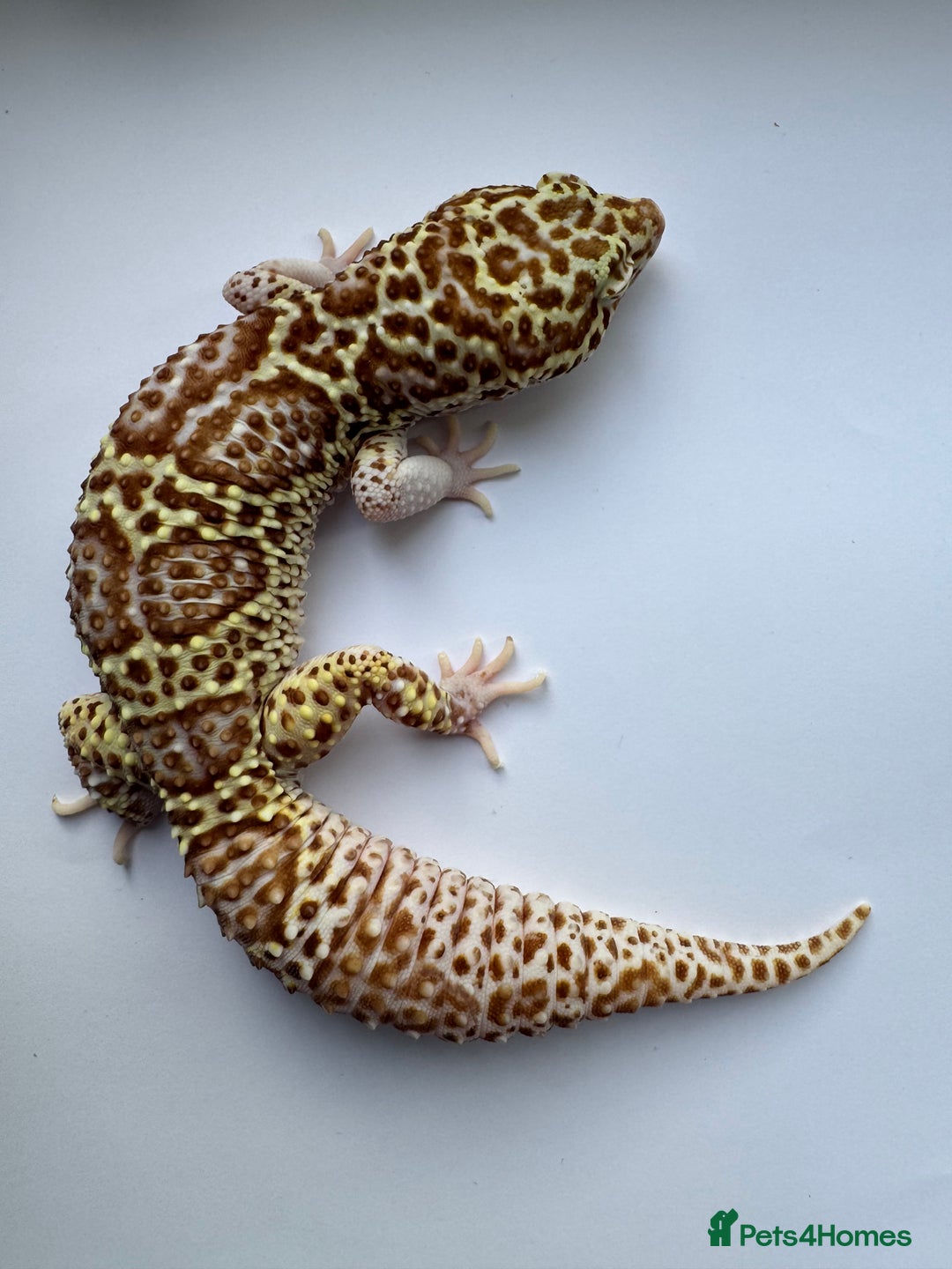 Gecko reptiles for sale: Breeding Adults Leopards and African Fat Tails  - Image 4