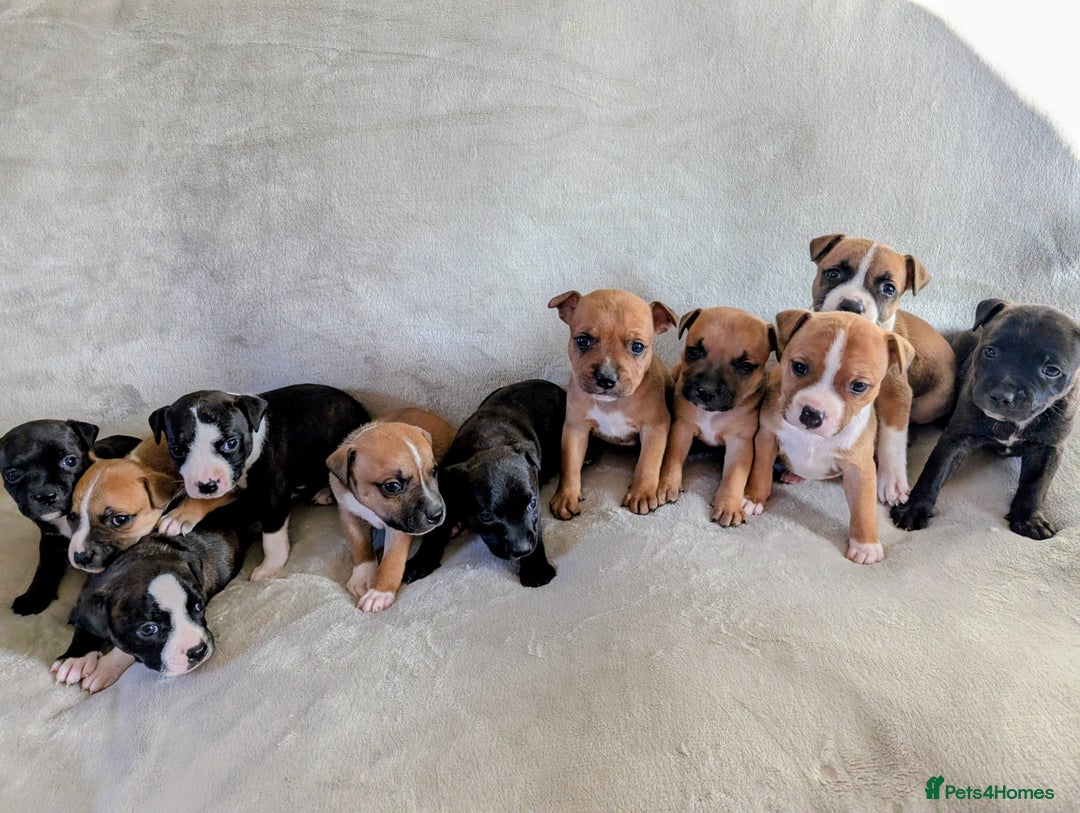 Staffordshire Bull Terrier dogs for sale: Stunning Staffordshire bull terrier puppies  - Advert 12