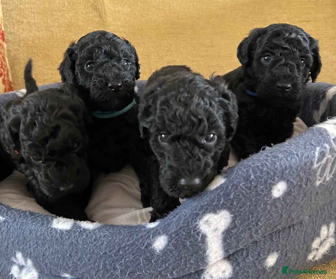 Miniature Poodle dogs for sale: Miniature Poodle Puppies  - Image 11