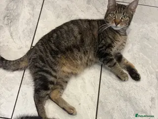 Mixed Breed cats Adorable kittens - Advert 8