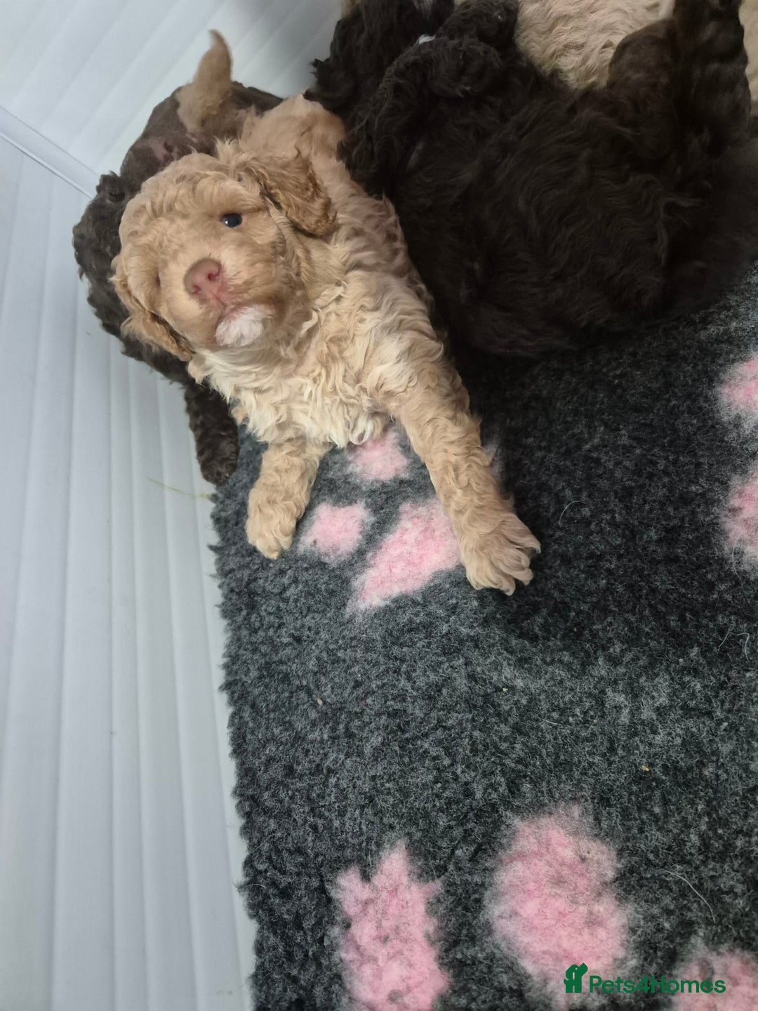Labradoodle dogs for sale: Stunning F3 miniature labradoodles!  - Advert 19