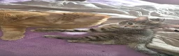 British Shorthair cats for sale: Beautiful boy orange cat - Advert 11