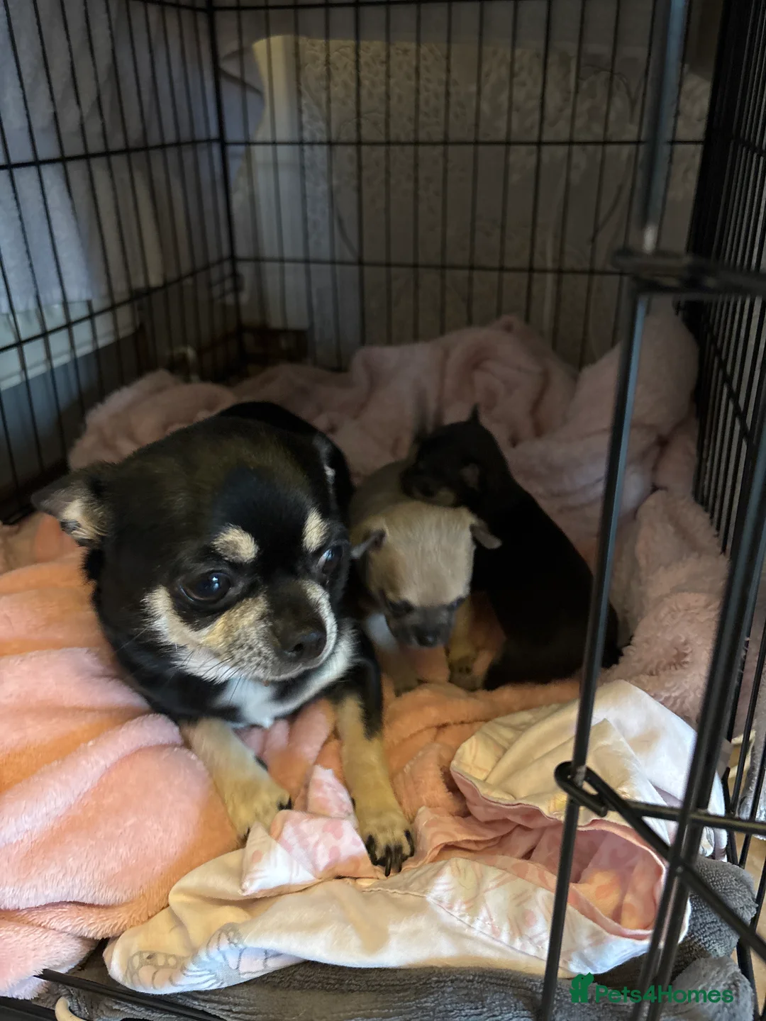 Chihuahua dogs for sale: 2 Chihuahua pups looking for their forever homes - Advert 2