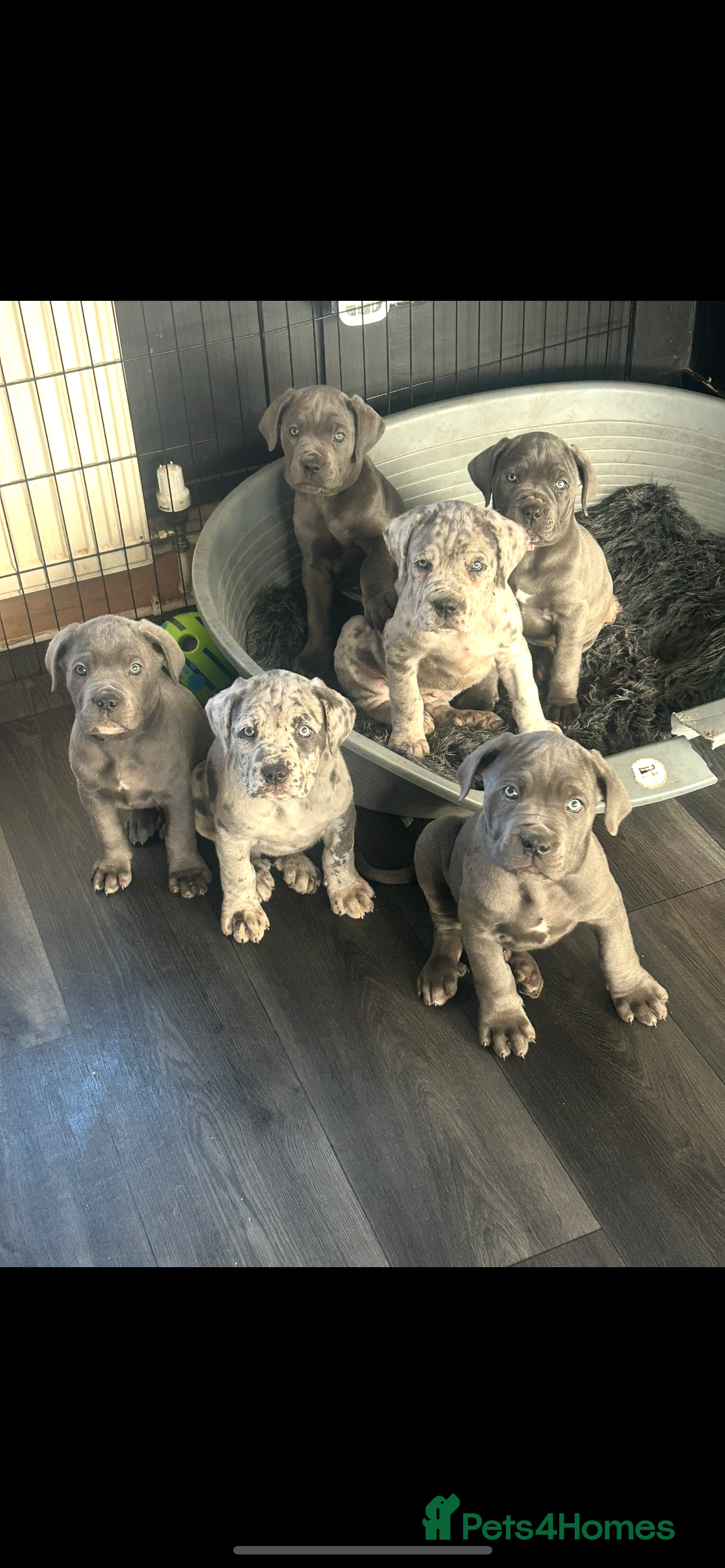 Cane Corso dogs Cane Corso Puppies  - Advert 11