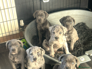 Cane Corso dogs Cane Corso Puppies - Advert 14