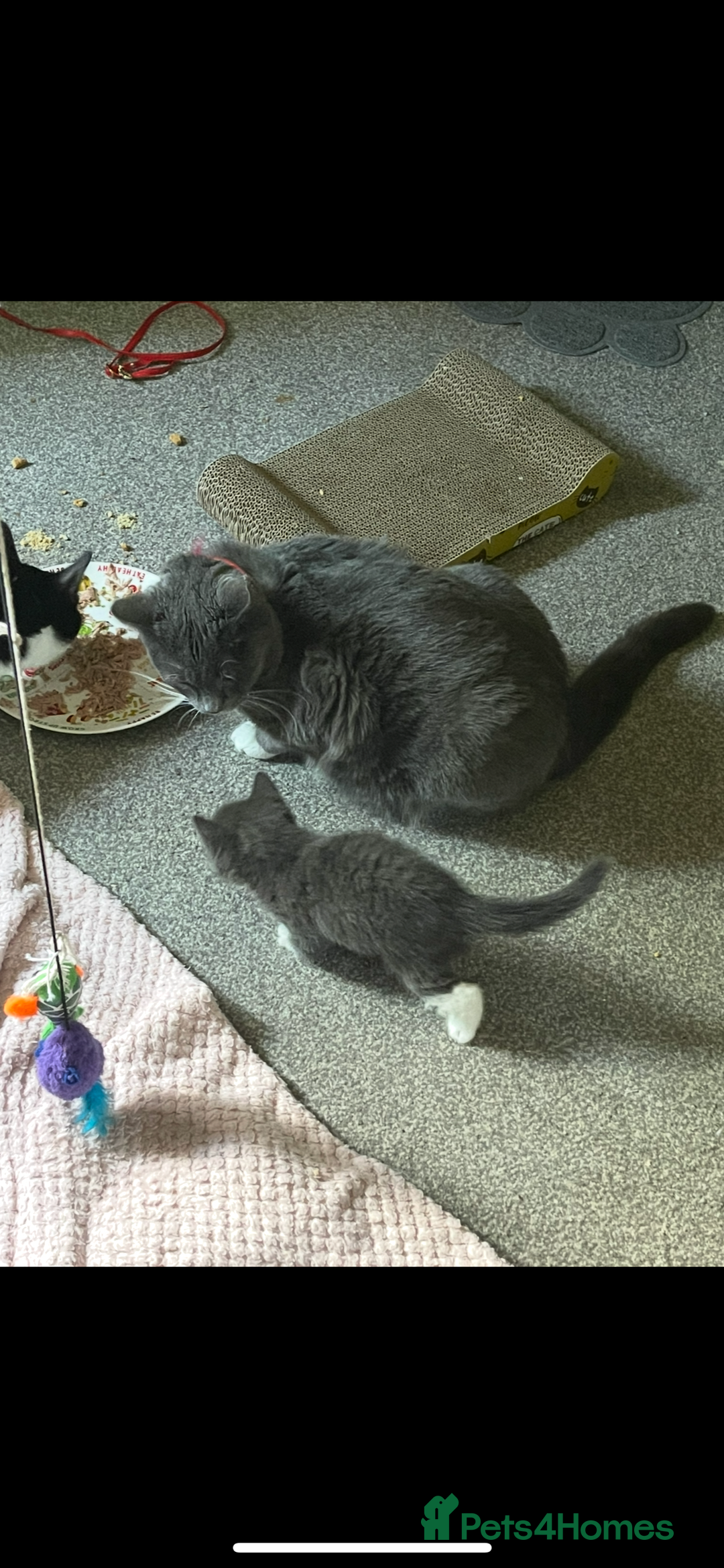 Domestic Shorthair cats for sale: Russian blue mix Domestic shorthair Kitten  - Advert 5