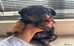 Rottweiler dogs for sale: Rottweiler puppies for sale  - Image 8