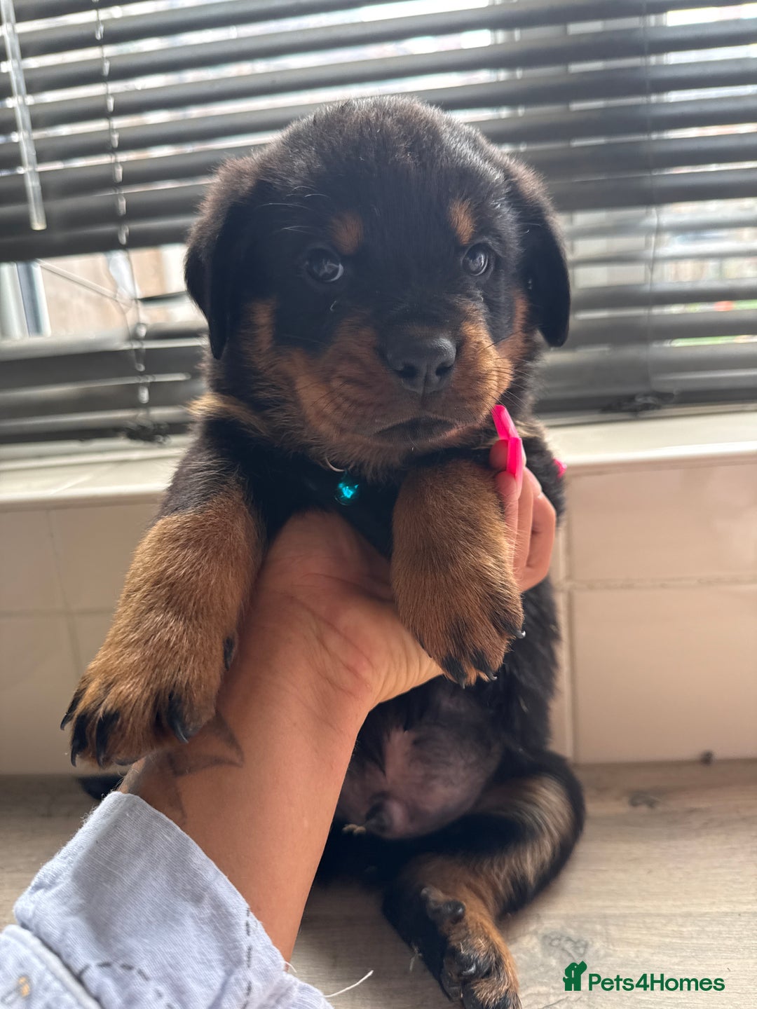 Rottweiler dogs for sale: Rottweiler puppies for sale  - Image 8