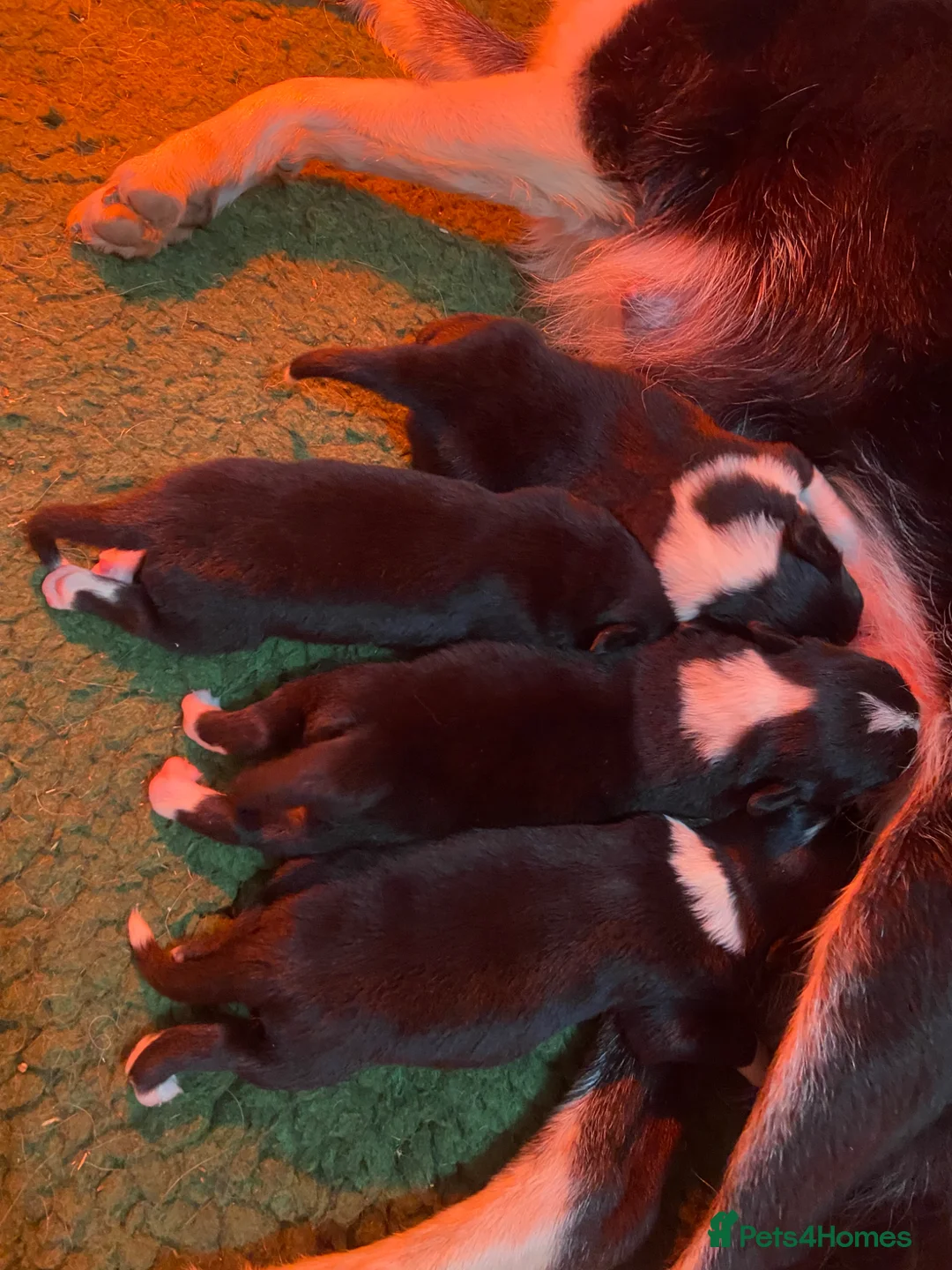 Border Collie dogs for sale: Border collies ISDS registered - Advert 8