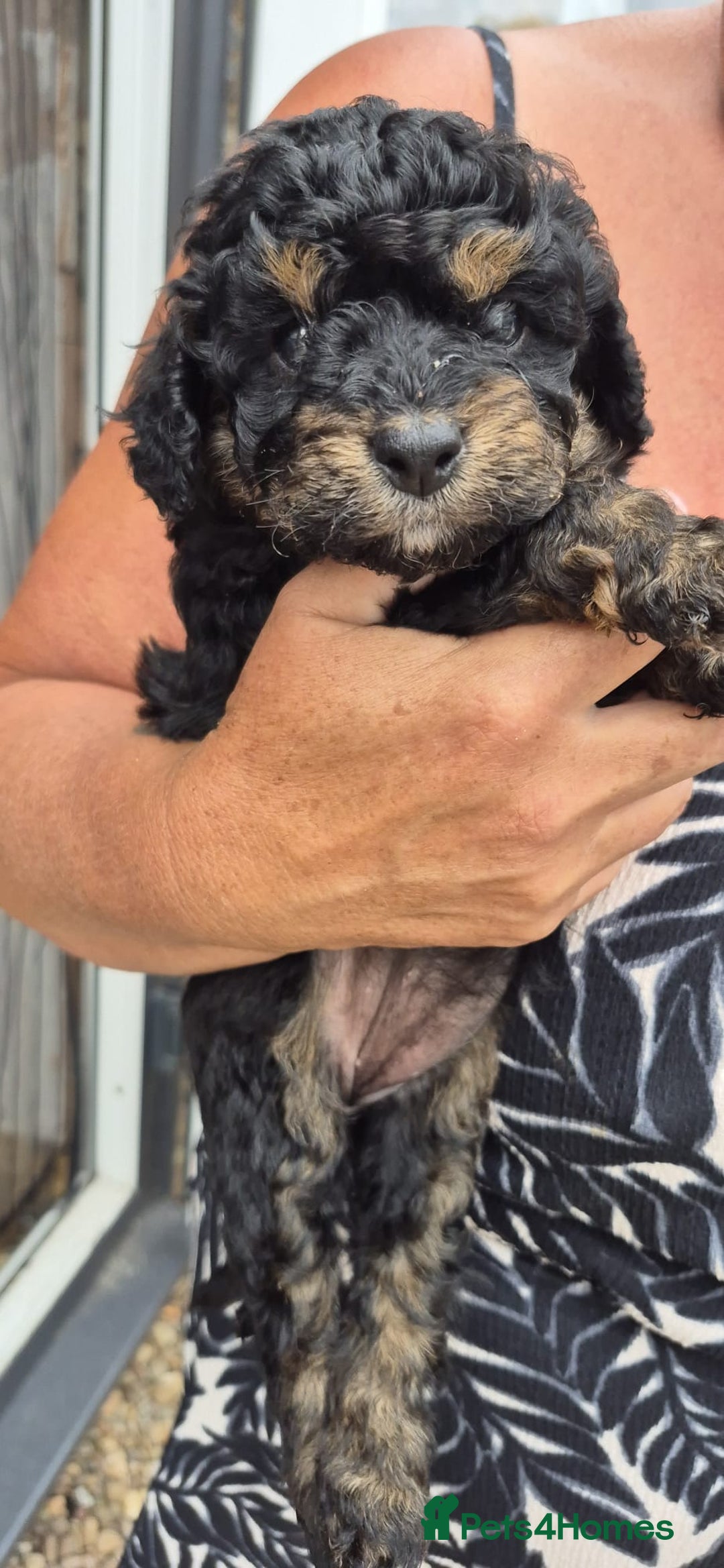 Cockapoo dogs for sale: Cockapoo  LAST GIRL AVAILABLE NOW - Image 8