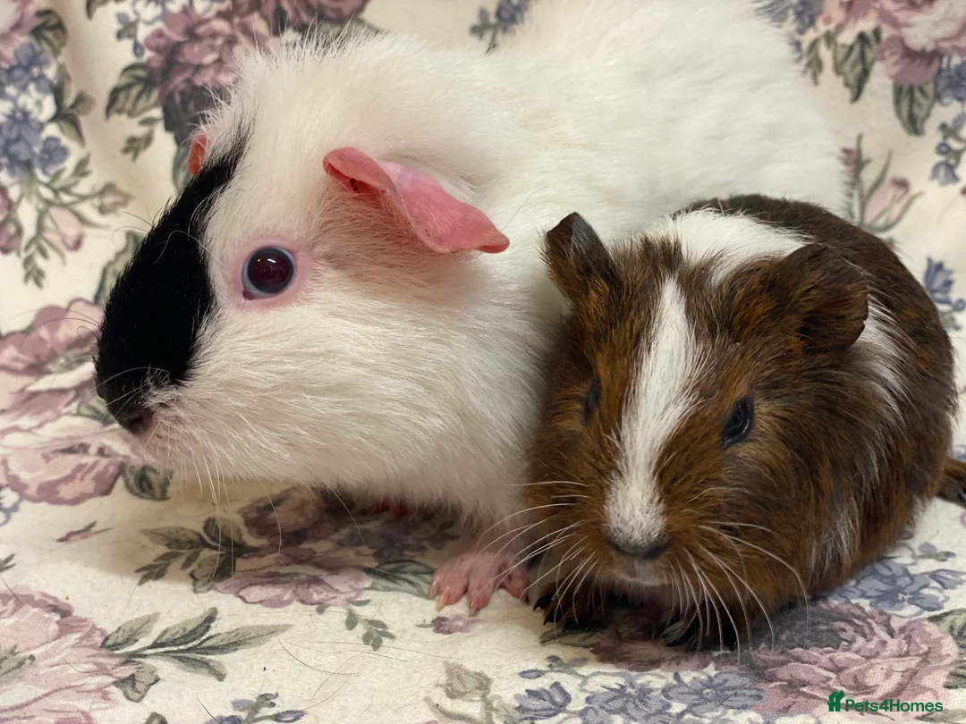 Guinea Pig rodents for sale: Pretty mix of male guineapig babies and youngsters - Advert 17
