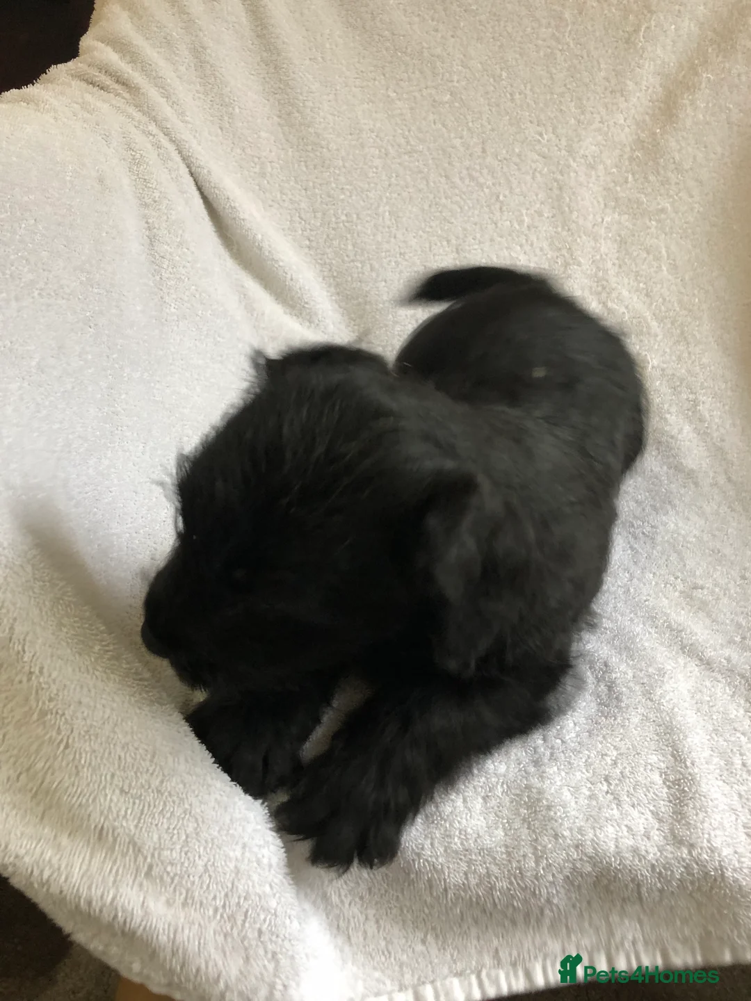 Patterdale Terrier dogs for sale: Patterdale puppies  in Burnley - Advert 13