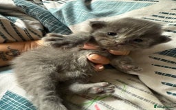 Ragdoll cats for sale: Ragdoll x British blue ONE MALE - Image 17