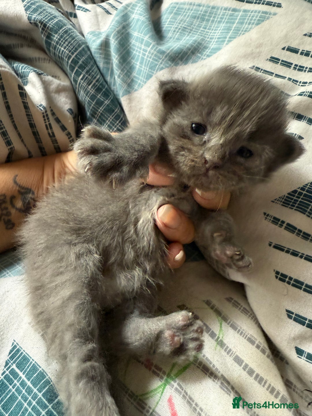 Ragdoll cats for sale: Ragdoll x British blue ONE MALE - Image 17