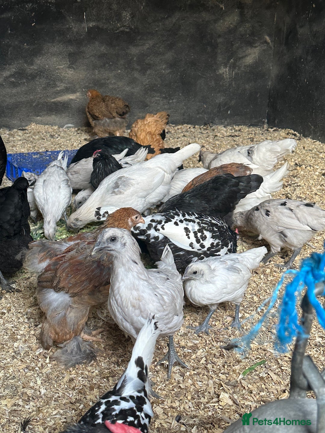 Chickens poultry for sale: Lots of Hens Poultry Chickens Available  - Image 7