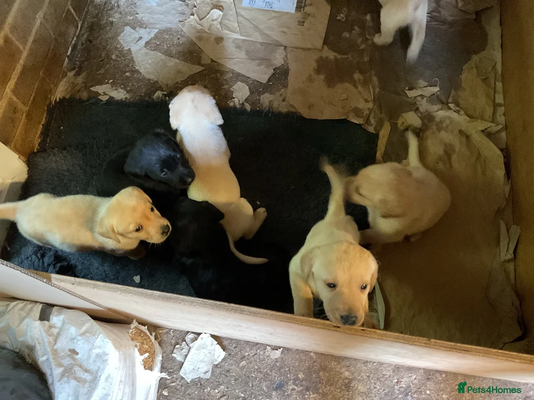 Labrador Retriever dogs for sale: Labrador pups in Billingshurst - Advert 2