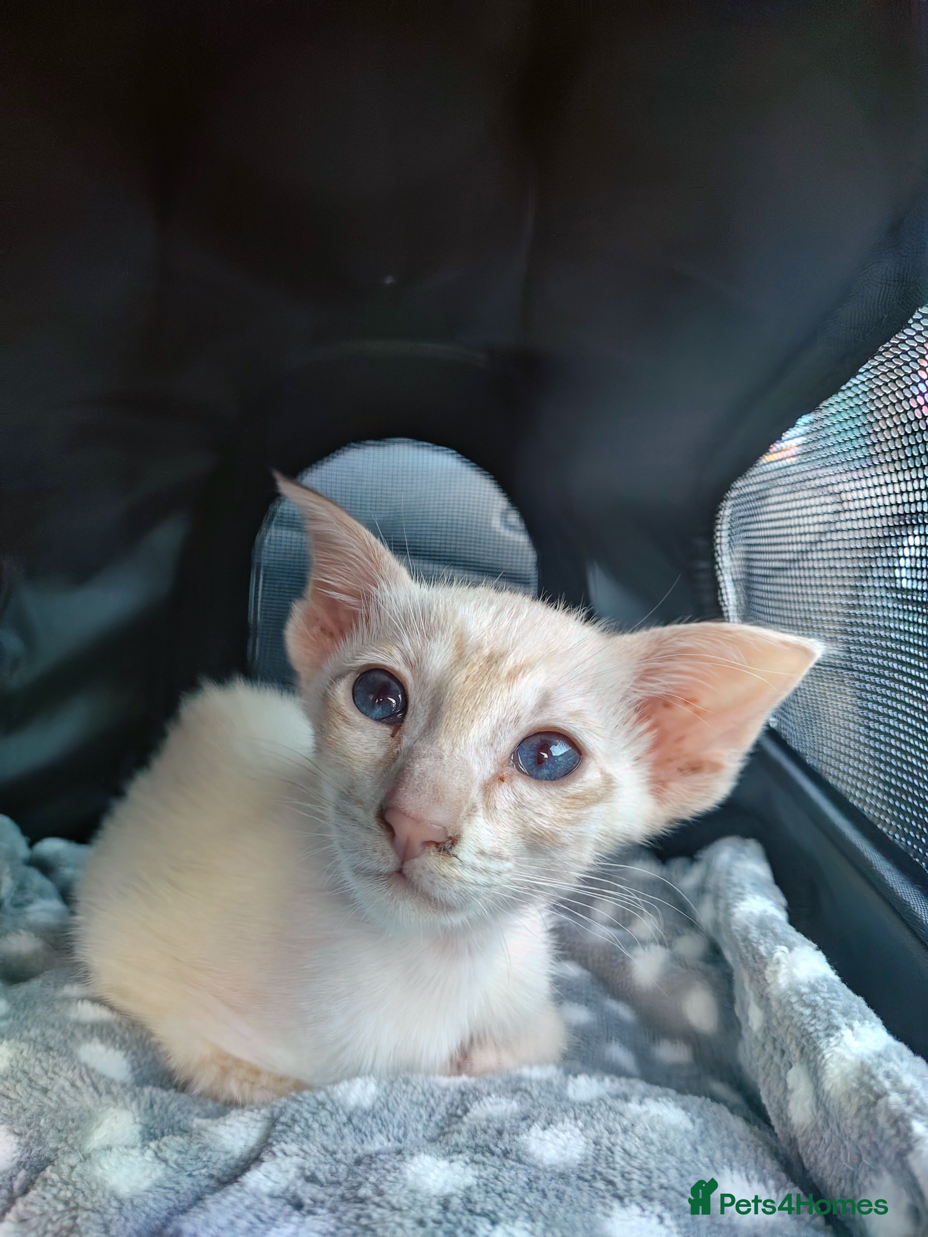 Oriental cats Female Oriental for rehoming  in Wirral - Advert 1