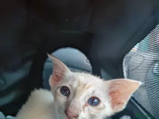 Oriental cats Female Oriental for rehoming in Wirral - Advert 1