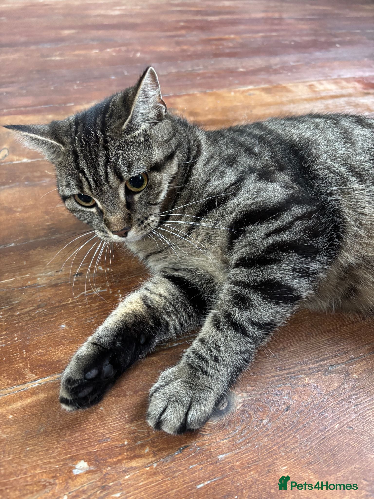 Mixed Breed cats Adorable Male & Female Kittens - Advert 5