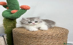 Persian cats for sale: Persian kittens for sale  - Image 7
